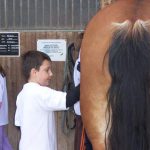 2010_Therapeutisches_Reiten_007-150x150